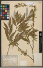 Foto von Salix alba L.